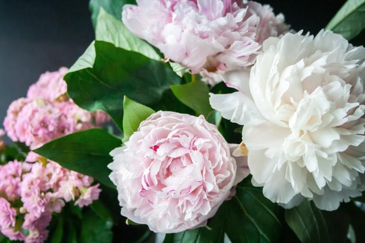 Ants On Peonies Why Are There Ants On My Peonies The Old Farmer S   Peonies Flower 823655 1920 Full Width 